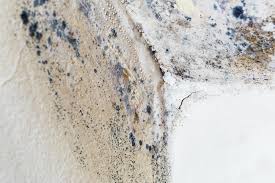 Why You Should Choose Our Mold Remediation Services in Loch Sheldrake, NY